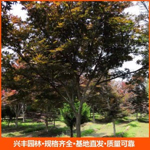 8公分紅楓  日本紅楓  日本紅楓苗 日本紅楓價(jià)格