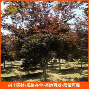 8公分紅楓  日本紅楓  日本紅楓苗 日本紅楓價(jià)格
