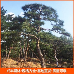造型松 造型松價(jià)格