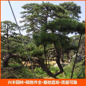 造型松 造型松價(jià)格