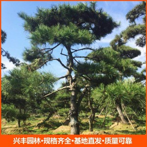 造型松 造型松價(jià)格