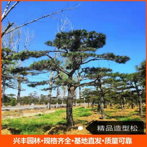 造型松 造型松價(jià)格
