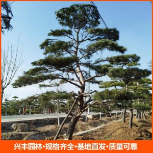 造型松 造型松價(jià)格