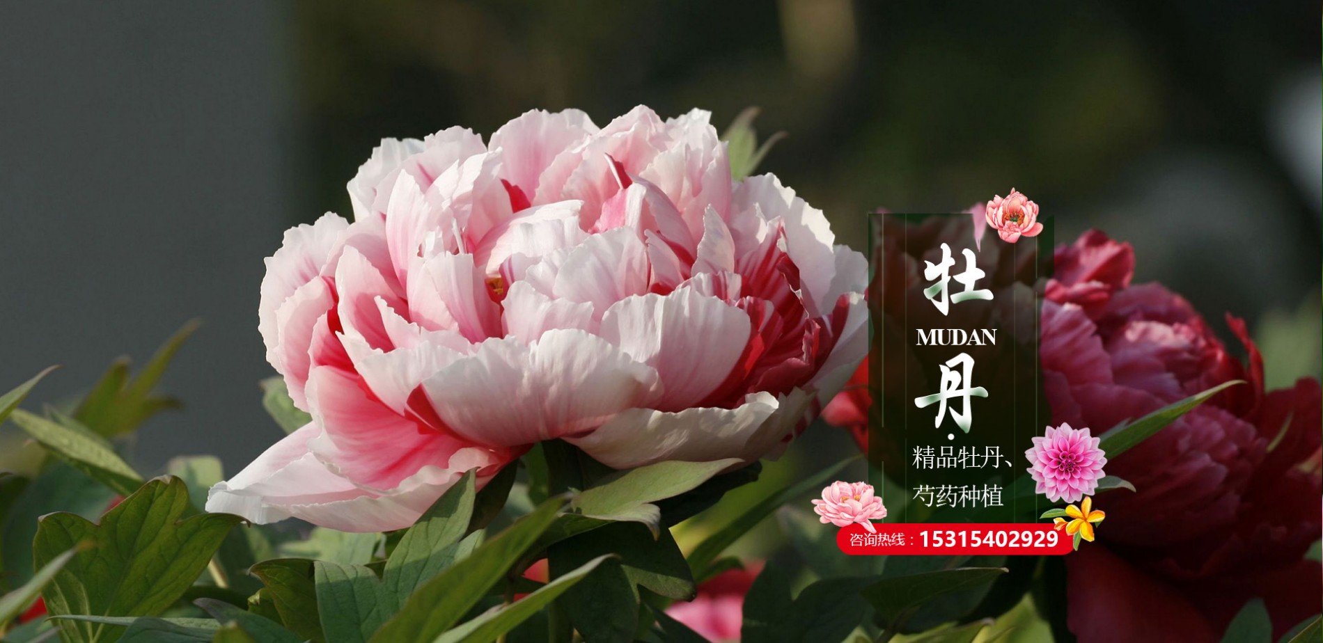 菏澤市牡丹區騰越牡丹種植專業合作社